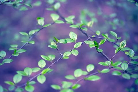 Young Spring Leaves. Stock Photos