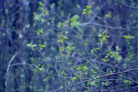 Young Spring Leaves. Stock Photos