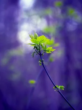 Young Spring Leaves. Foto stock