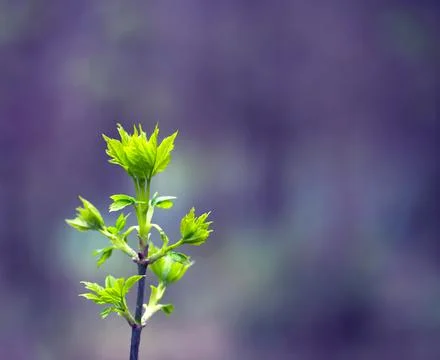Young Spring Leaves. Stock Photos