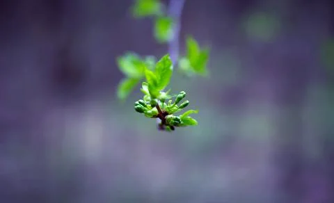 Young Spring Leaves. Stock Photos