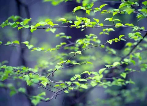 Young Spring Leaves. Stock Photos