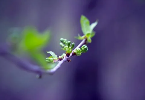 Young Spring Leaves. Stock Photos