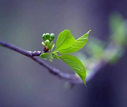 Young Spring Leaves. 스톡 사진