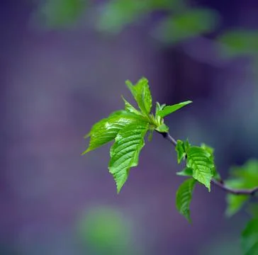 Young Spring Leaves. 스톡 사진