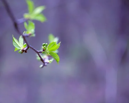 Young Spring Leaves. Stock Photos