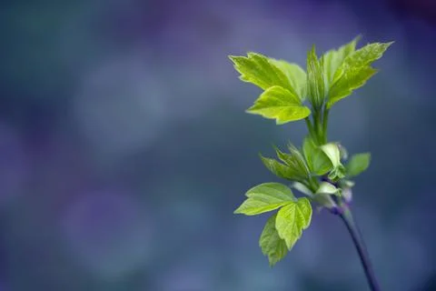 Young Spring Leaves. Foto stock