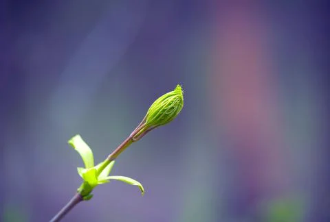 Young Spring Leaves. Stock Photos