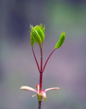 Young Spring Leaves. Stock Photos