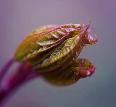 Young Spring Leaves. 스톡 사진