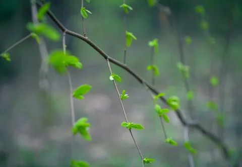 Young Spring Leaves. 스톡 사진