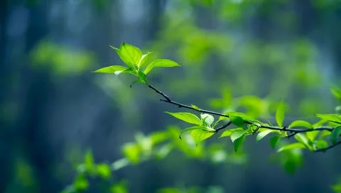 Young Spring Leaves. Stock Photos