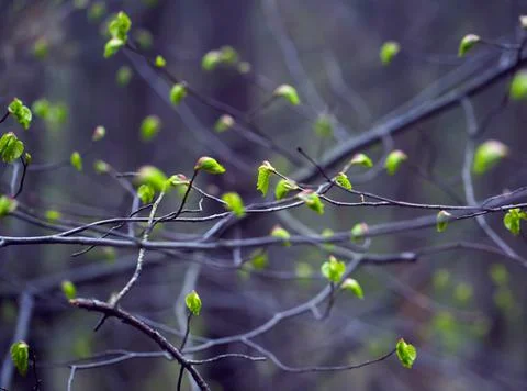 Young Spring Leaves. 스톡 사진