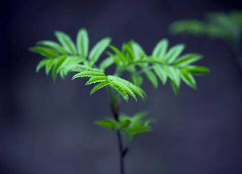 Young Spring Leaves. Stock Photos