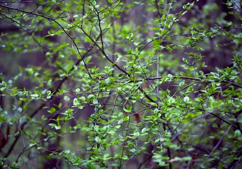 Young Spring Leaves. Foto stock
