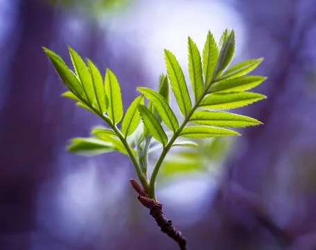 Young Spring Leaves. Stock Photos