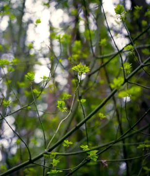 Young Spring Leaves. 스톡 사진