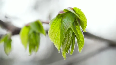 Young spring leaves on the tree close up Stock Footage 197360189