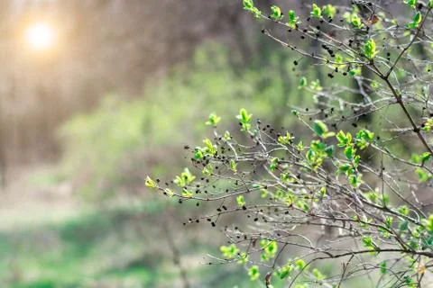 Young spring leaves on the tree. twigs close-up. bright flare. texture. Stock Photos