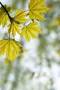 Young spring maple leaves on a blurred natural background. Stock Photos