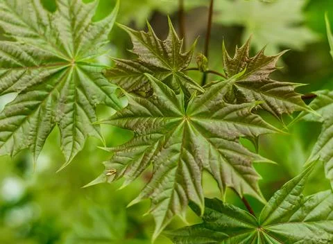 Young spring maple leaves on a branch in the forest.... young spring maple le Stock Photos