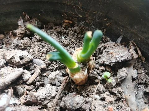 Young spring onion sprouting from the soil in a pot Stock Photos