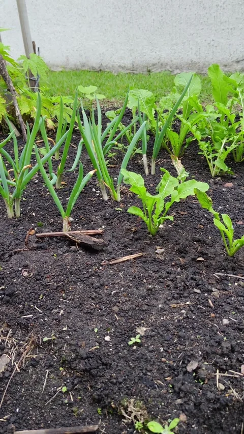 Young spring onions and leafy greens growing in a small home garden. Stock Footage 312897791