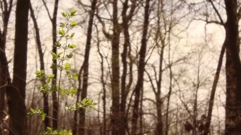 Young Spring Sapling Sways in Wind Stock Footage 83129266
