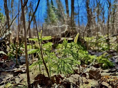 Young spring shoot of a coniferous tree 스톡 사진