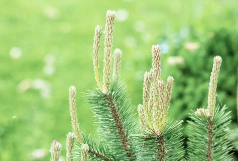 Young spring shoots of a pine tree against the background of a lawn close-up Stock Photos