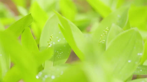 Young spring sprouting lilies of the valley. Theme of ecology. Poisonous Stock Footage 202557234