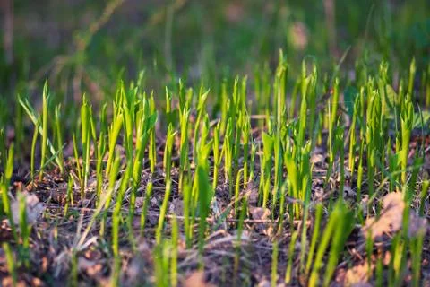 Young spring sprouting lilies of the valley Fotos de archivo
