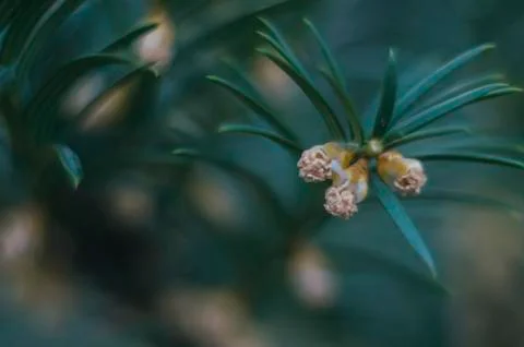 Young spring spruce tree blossoms. New fir branch in spring close up. Stock Photos