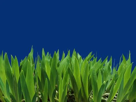 Young spring tulip shoots on a blue background Stock Illustration