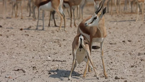 Young springbok drinking milk from its mother in Etosha National Park, Namibia Stock Footage 106338020