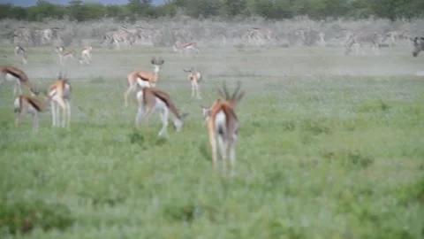 Young springboks running in zigzag pattern Stock Footage 320809060
