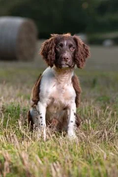 A young springer spaniel dog Stock Photos