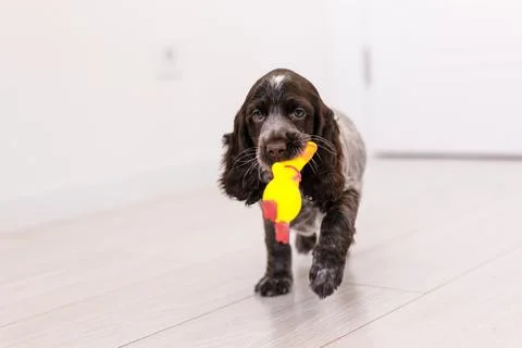Young springer spaniel dog playing with toy on a floor at home Stock Photos