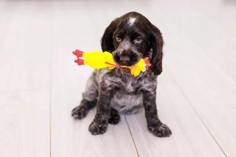 Young springer spaniel dog playing with toy on a floor at home Stock Photos