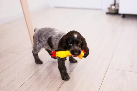 Young springer spaniel dog playing with toy on a floor at home Stock Photos