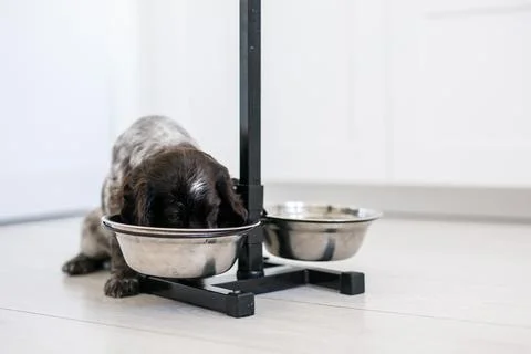Young springer spaniel dog playing with toy on a floor at home Stock Photos