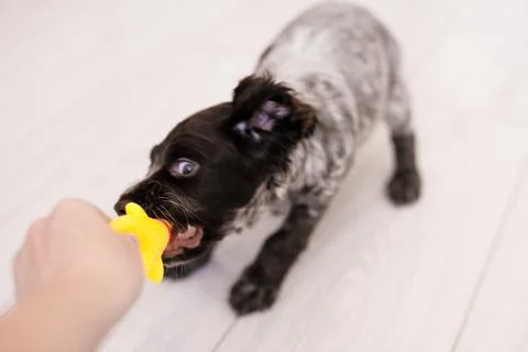 Young springer spaniel dog playing with toy on a floor at home Stock Photos
