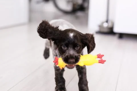 Young springer spaniel dog playing with toy on a floor at home Foto stock