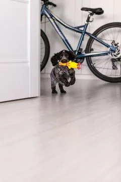 Young springer spaniel dog playing with toy on a floor at home Stock Photos