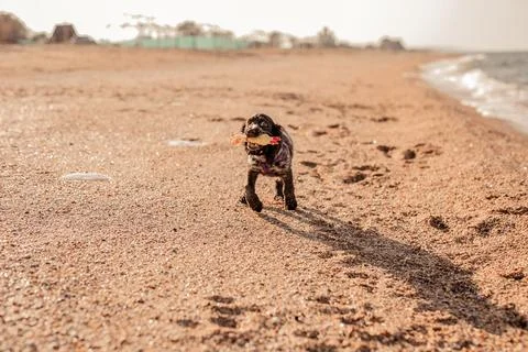 Young springer spaniel dog playing with toy on a floor on sea shore Stock Photos