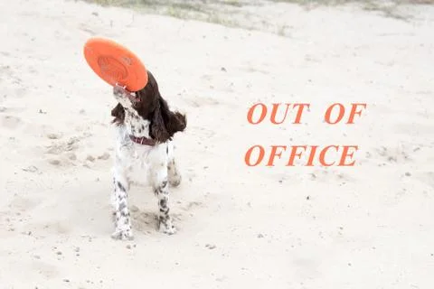 Young springer spaniel plays with a disk frisbee on nature. Funny dog Stock Photos