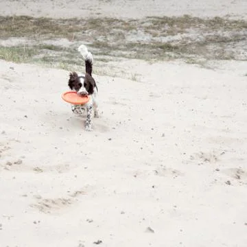Young springer spaniel plays with a disk  on nature. Funny dog Stock Photos