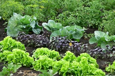 Young sprout basil, cabbage, tomato and salad grow in a garden bed Stock Photos