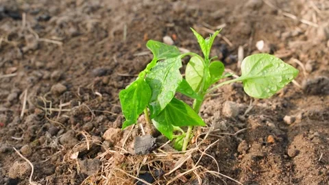 A young sprout of bell pepper in drops of water grows close-up in a garden bed Stock Footage 247425204