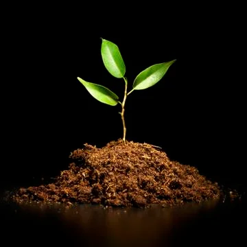 Young sprout on a black background Foto stock